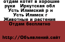 отдам котят в хорошие руки - Иркутская обл., Усть-Илимский р-н, Усть-Илимск г. Животные и растения » Отдам бесплатно   